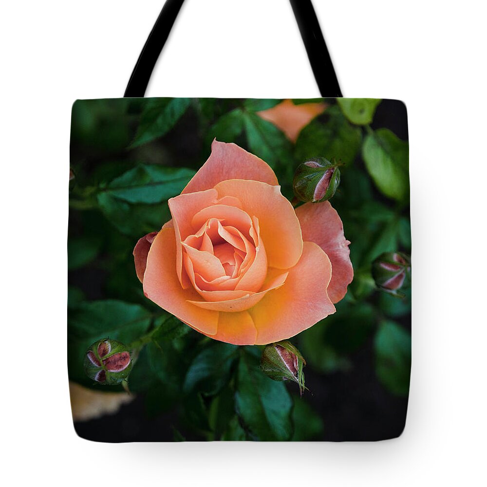 Rose Tote Bag featuring the photograph Rose by Lawrence Knutsson
