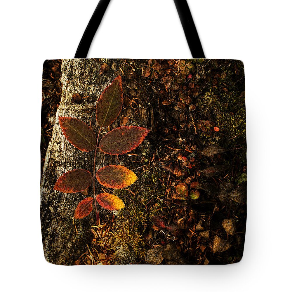 Fall Tote Bag featuring the photograph Rose Leaf and the forest floor by Fred Denner
