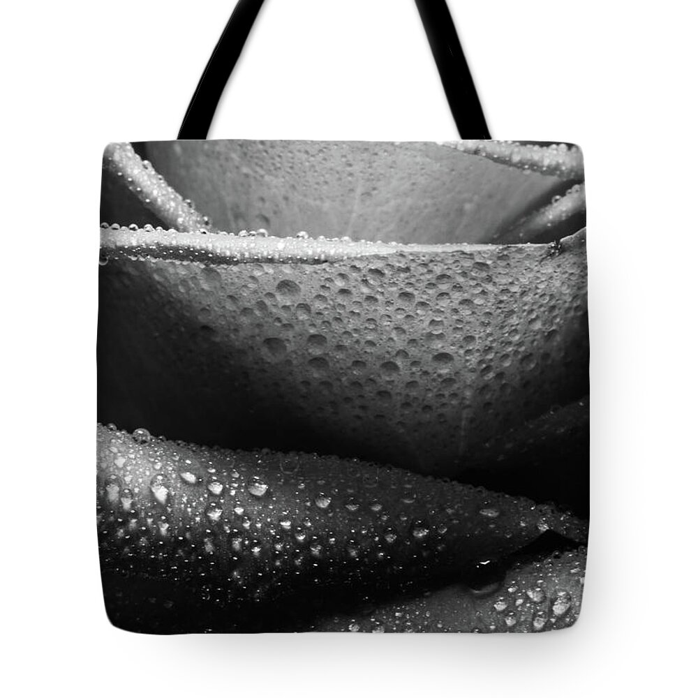 Rose Tote Bag featuring the photograph Rose of Lines And Rain by Tammy Ray