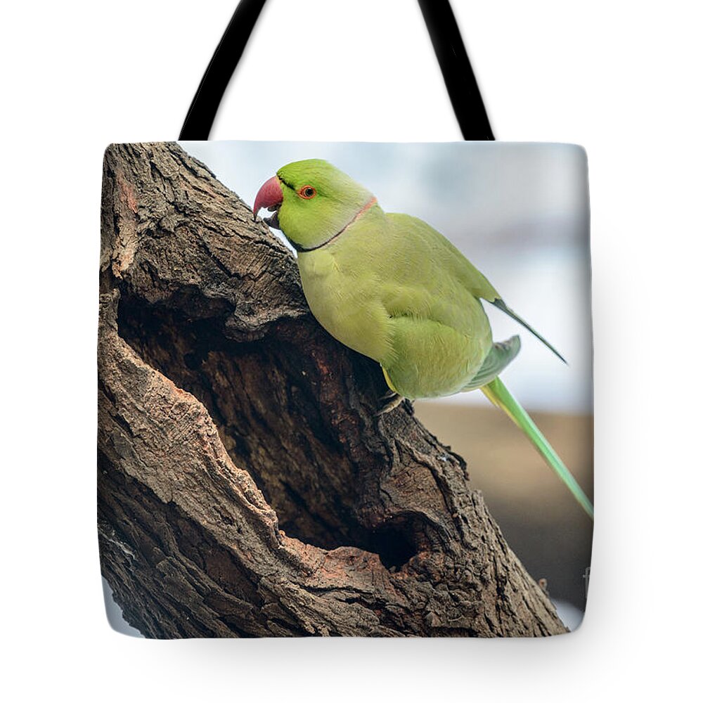 Bird Tote Bag featuring the photograph Rose-ringed Parakeet 03 by Werner Padarin