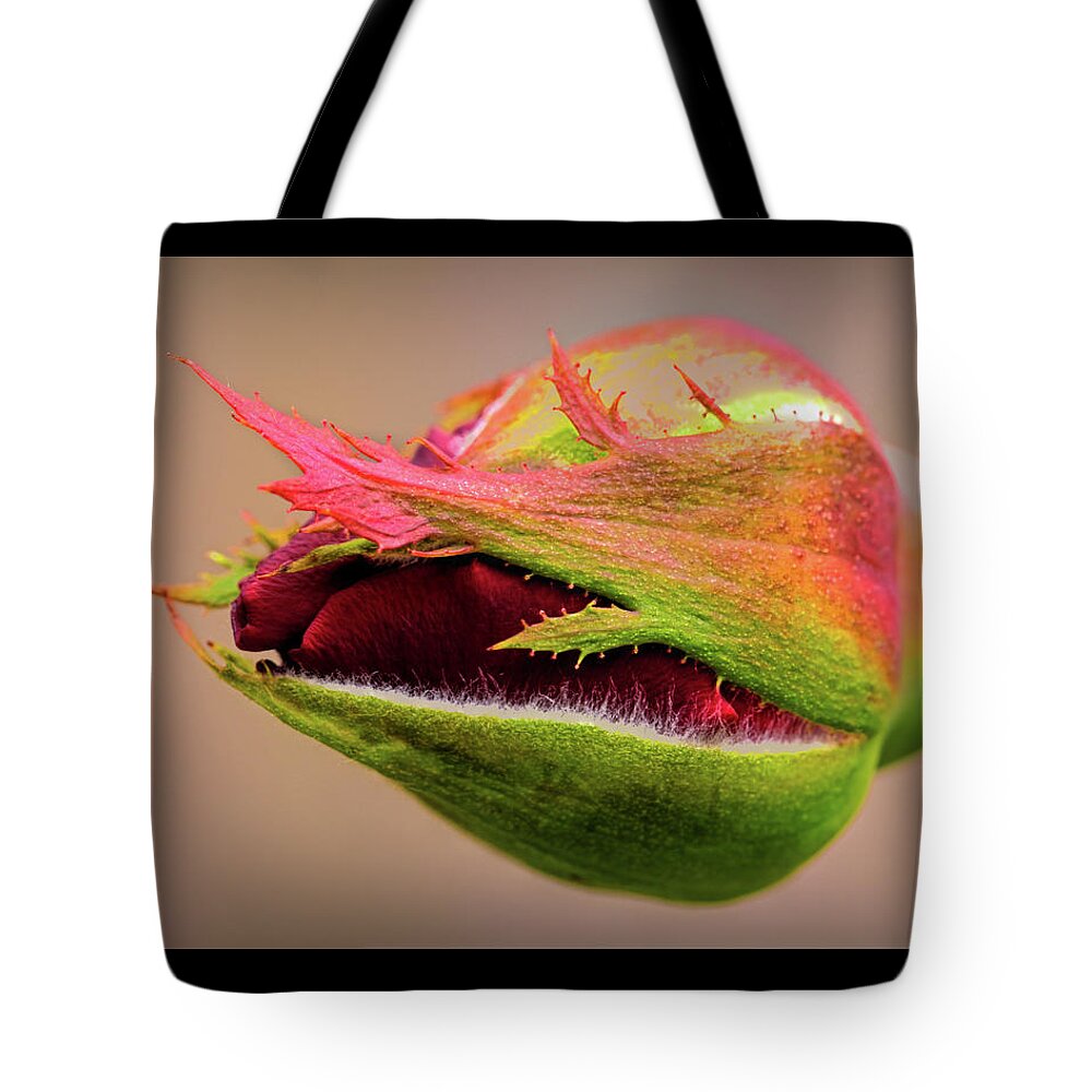 Fine Art Prints Tote Bag featuring the photograph Rosebud by Dave Bosse