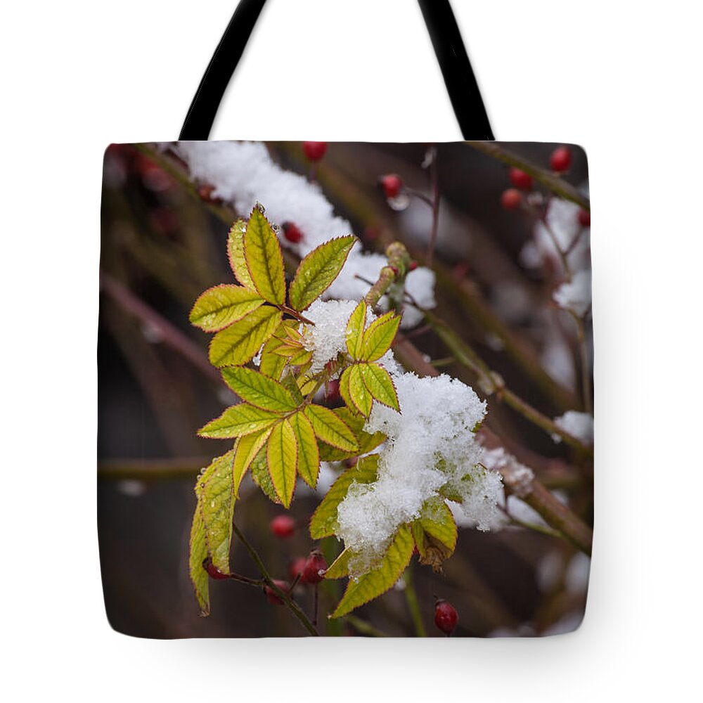 Late Autumn Tote Bag featuring the photograph Rosehips And Leaves In Snow #2 by Irwin Barrett