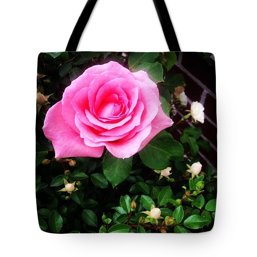 Alive Tote Bag featuring the photograph The Leader by Kate Arsenault 