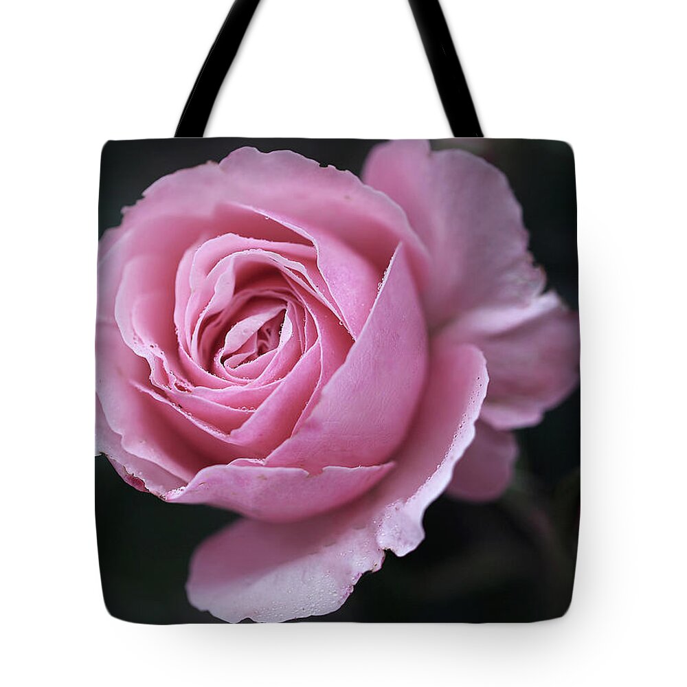 Rose Tote Bag featuring the photograph Rosey Dreams by Vanessa Thomas