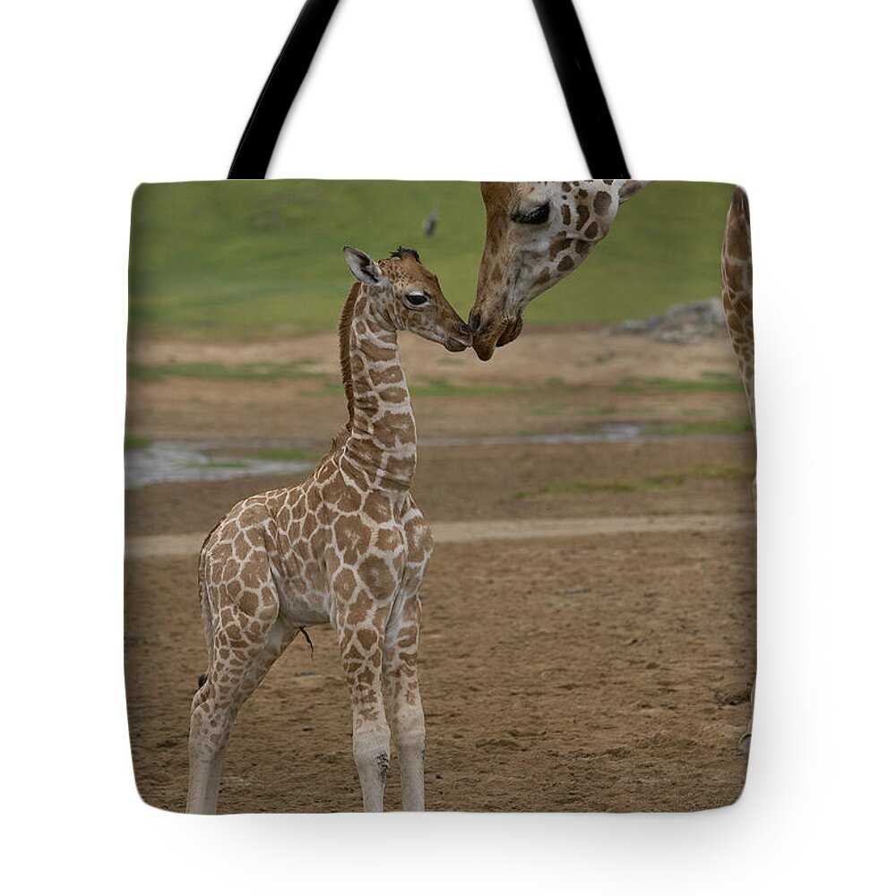 Mp Tote Bag featuring the photograph Rothschild Giraffe Giraffa by San Diego Zoo
