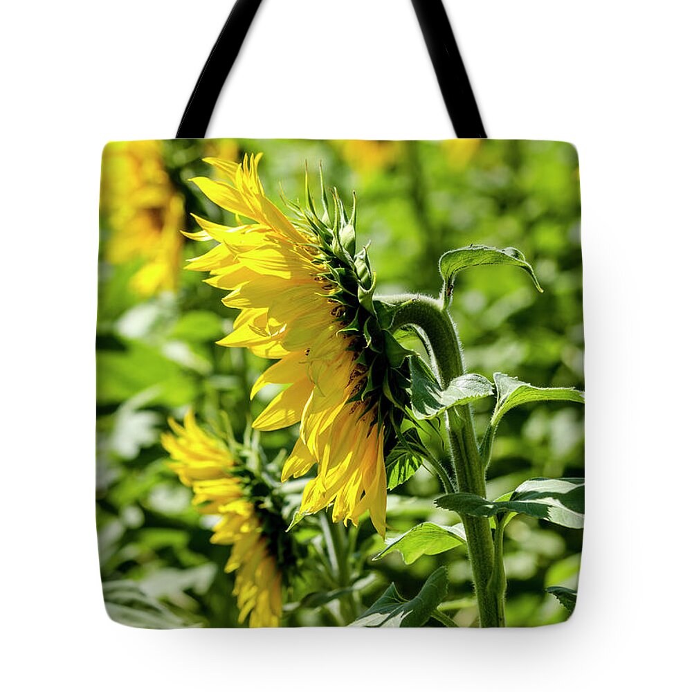 Agriculture Tote Bag featuring the photograph Rows of Sunflowers by Teri Virbickis