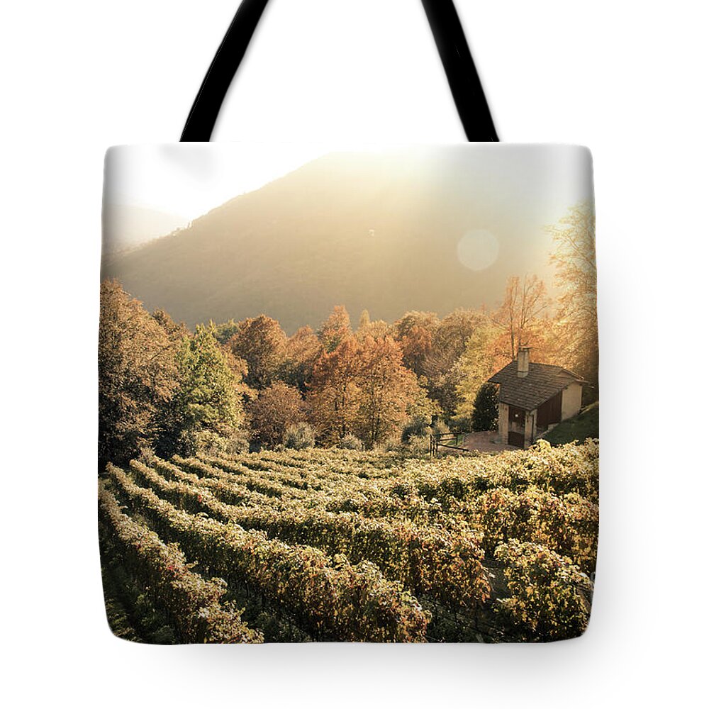Autumn Tote Bag featuring the photograph Rows of vine in a vineyard in ticino, switzerland at sunset by Amanda Mohler