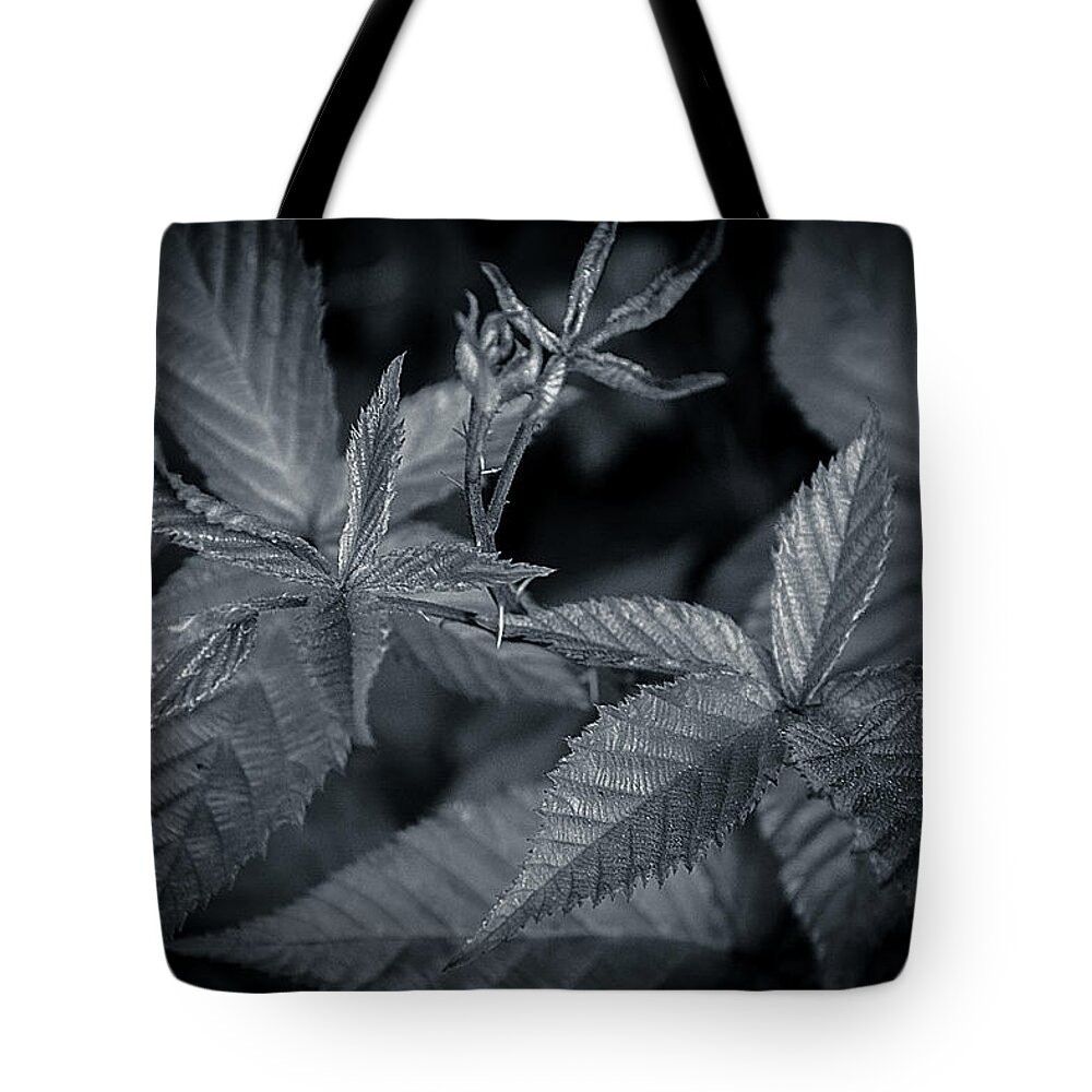 Detail Tote Bag featuring the photograph Royal Five by Andy Smetzer
