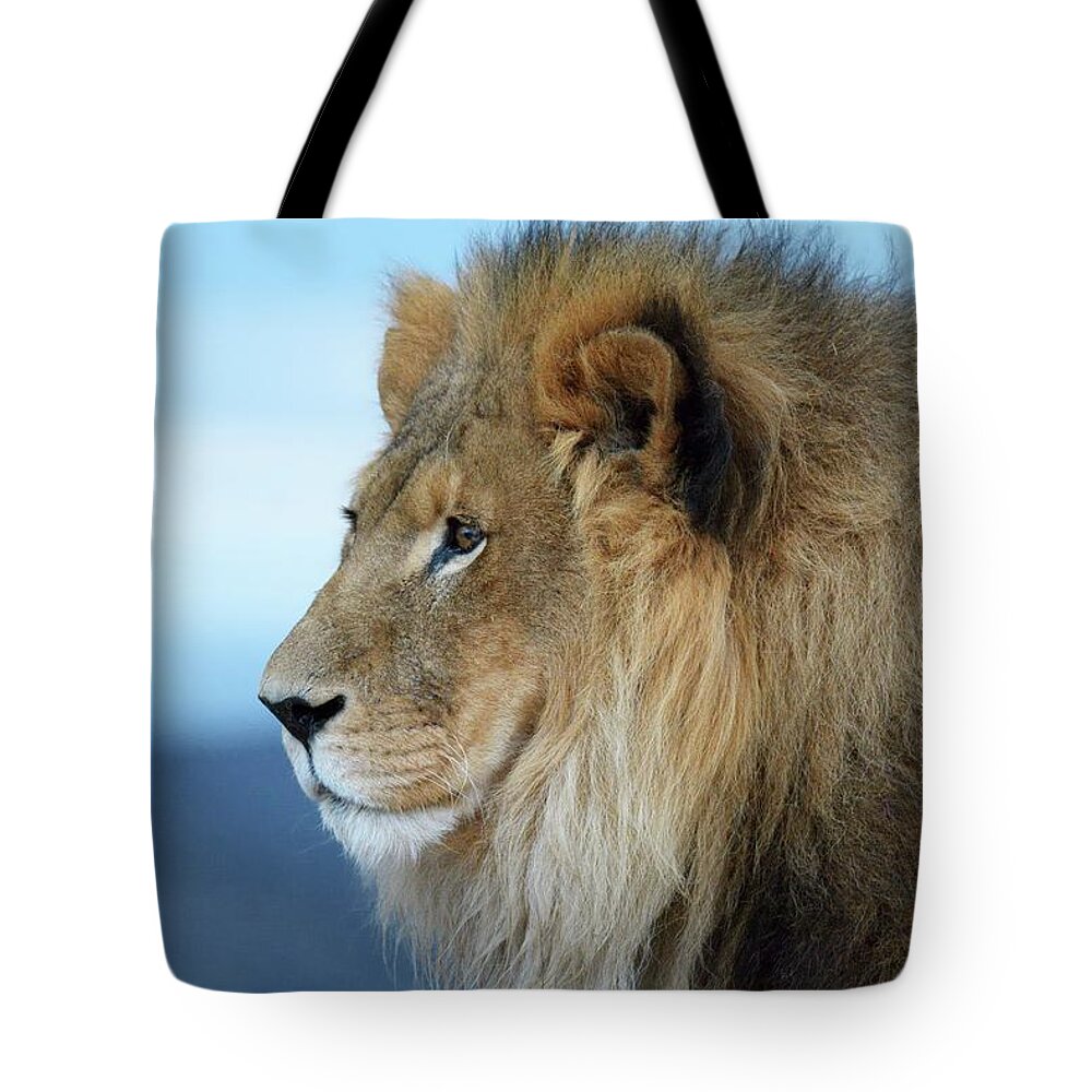 Panthera Leo Tote Bag featuring the photograph Royal Profile by Debra Sabeck