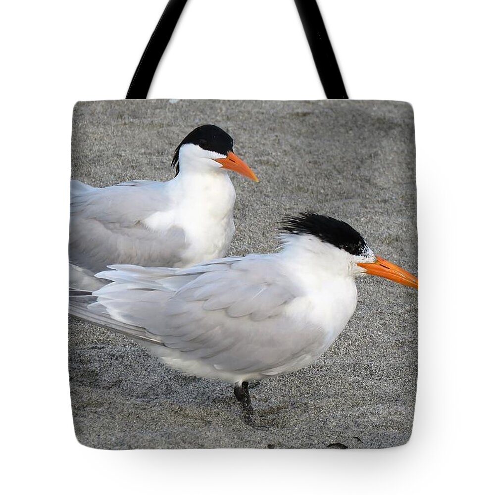 Tern Tote Bag featuring the photograph Royal Terns by Keith Stokes