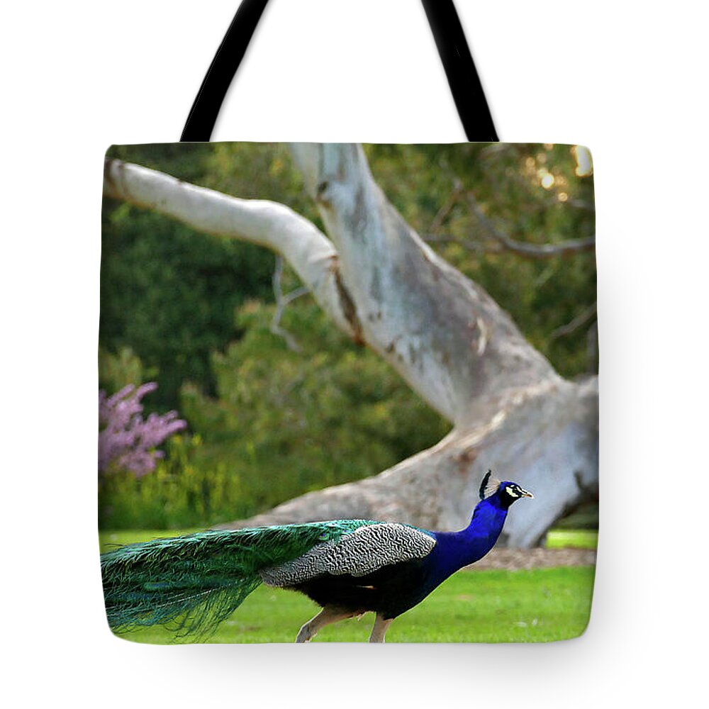 Peacock Tote Bag featuring the photograph Royalty by Evelyn Tambour