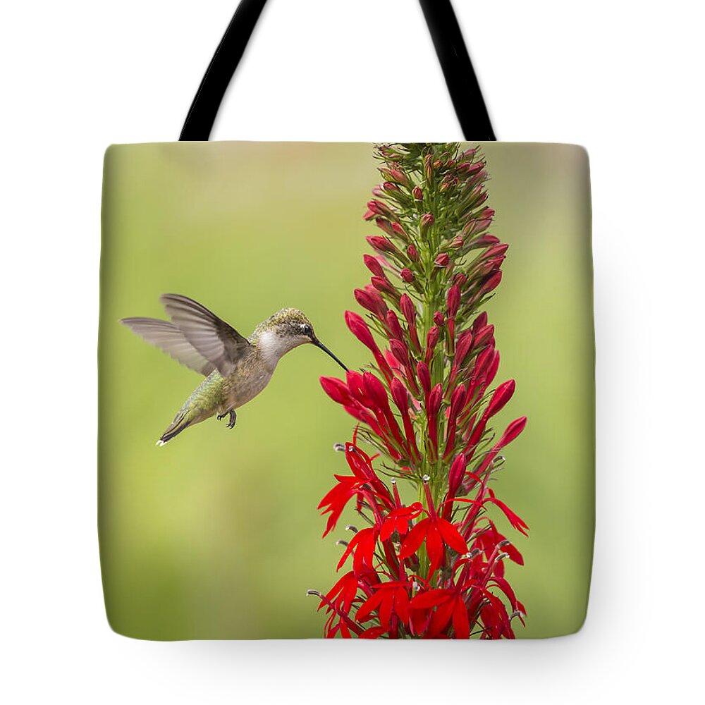 Ruby Throated Hummingbird Tote Bag featuring the photograph Ruby Throated Hummingbird 3-2015 by Thomas Young