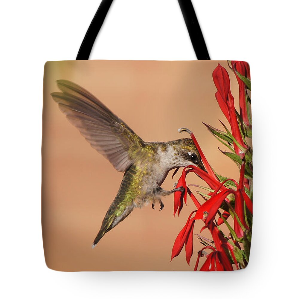 20150720-15568_v1-hbird Tote Bag featuring the photograph Ruby-Throated Hummingbird Dining on Cardinal Flower by Robert E Alter Reflections of Infinity