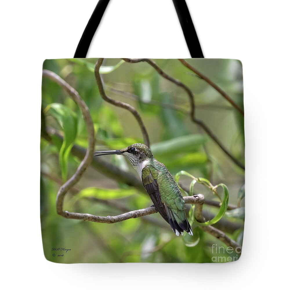 Hummingbirds Tote Bag featuring the photograph Ruby-Throated Hummingbird - Female by DB Hayes