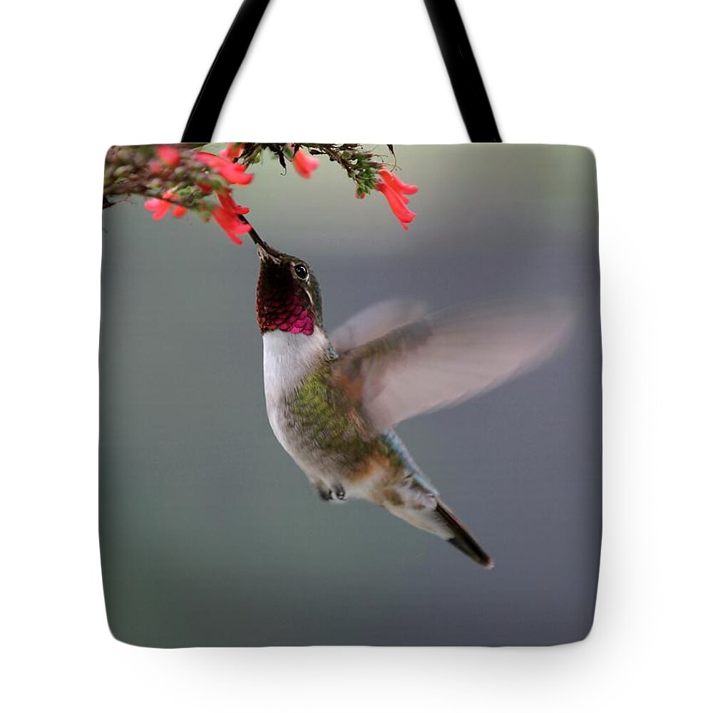 Hummingbird Tote Bag featuring the photograph Ruby Throated Hummingbird by Sabrina L Ryan