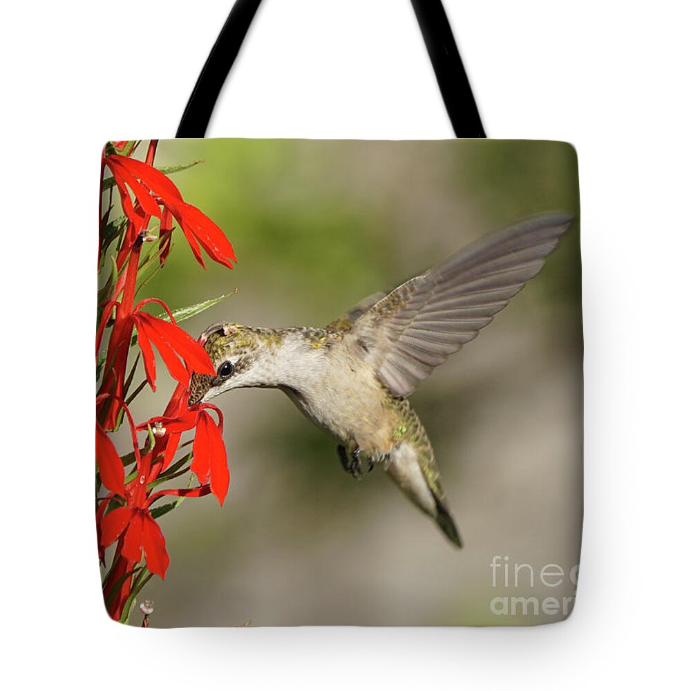 Robert E Alter Tote Bag featuring the photograph Ruby-Throated Hummingbird Sips on Cardinal Flower by Robert E Alter Reflections of Infinity