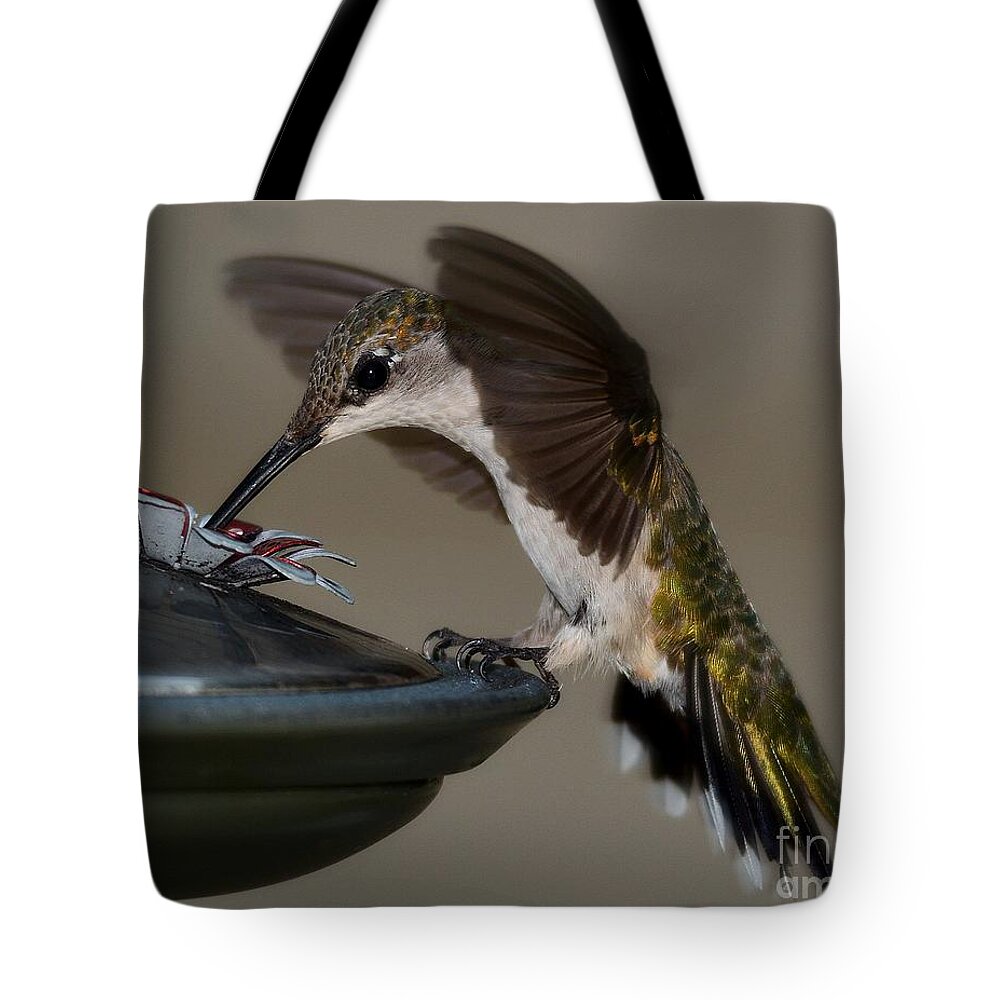 Birds Tote Bag featuring the photograph Ruby - Throated Hummingbird by Steve Brown