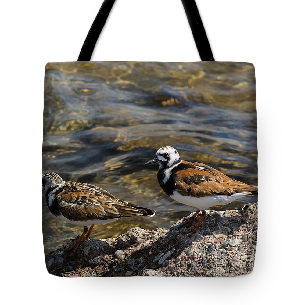  Tote Bag featuring the photograph Ruddy Turnstone by Dan Hefle