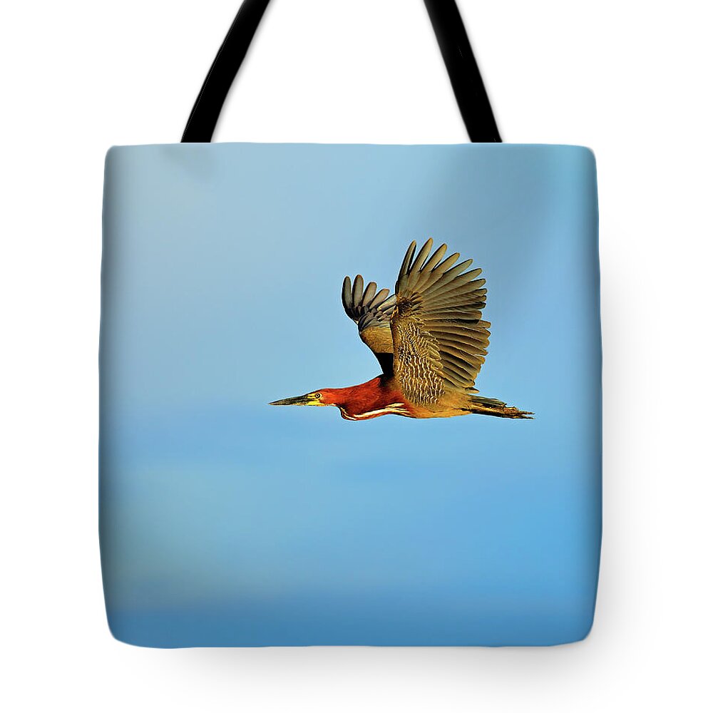 Rufescent Tiger Heron Tote Bag featuring the photograph Rufescent by Tony Beck