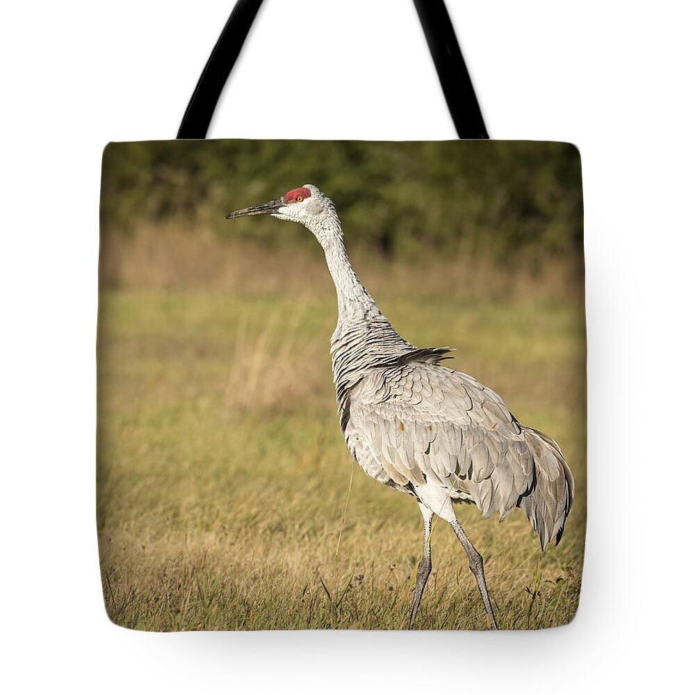 Sandhill Crane Tote Bag featuring the photograph Ruffled Feathers by Thomas Young