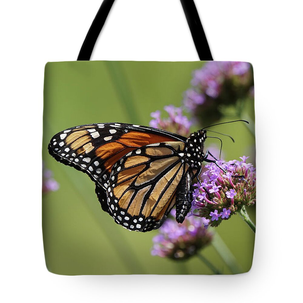 Monarch Tote Bag featuring the photograph Rumpled Monarch Butterfly by Robert E Alter Reflections of Infinity