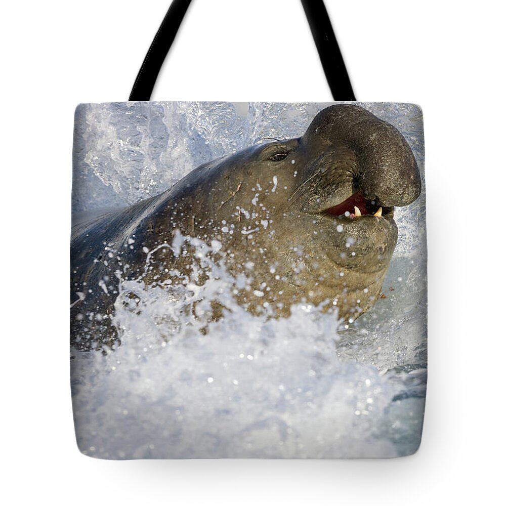 00420018 Tote Bag featuring the photograph Elephant Seal in the Surf by Yva Momatiuk John Eastcott