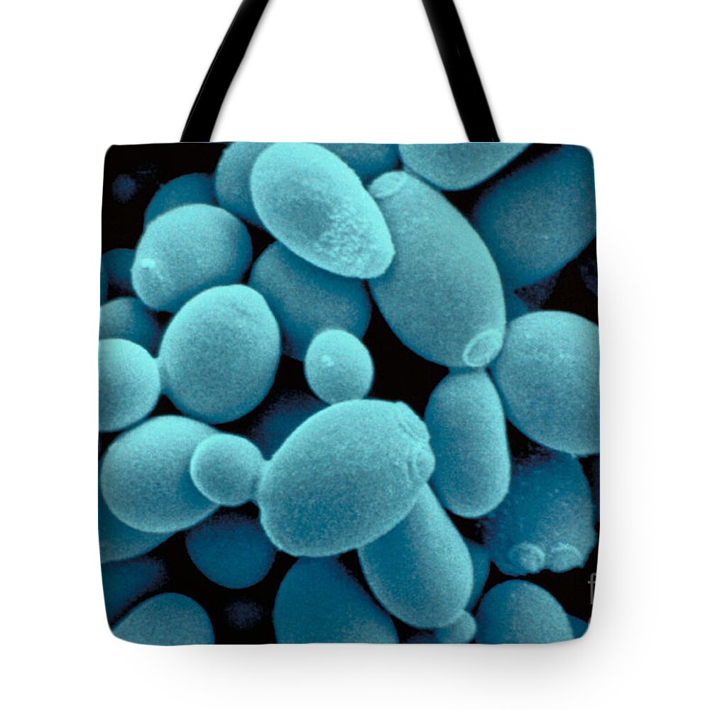 Saccharomyces Cerevisiae Yeast Tote Bag featuring the photograph Sachharomyces Cerevisiae Yeast by Scimat