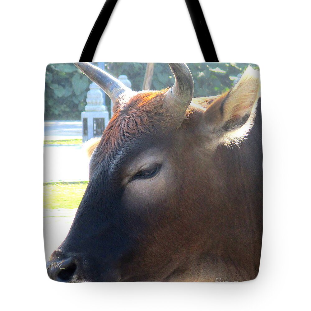 Sacred Cow Tote Bag featuring the photograph Sacred Cow 4 by Randall Weidner