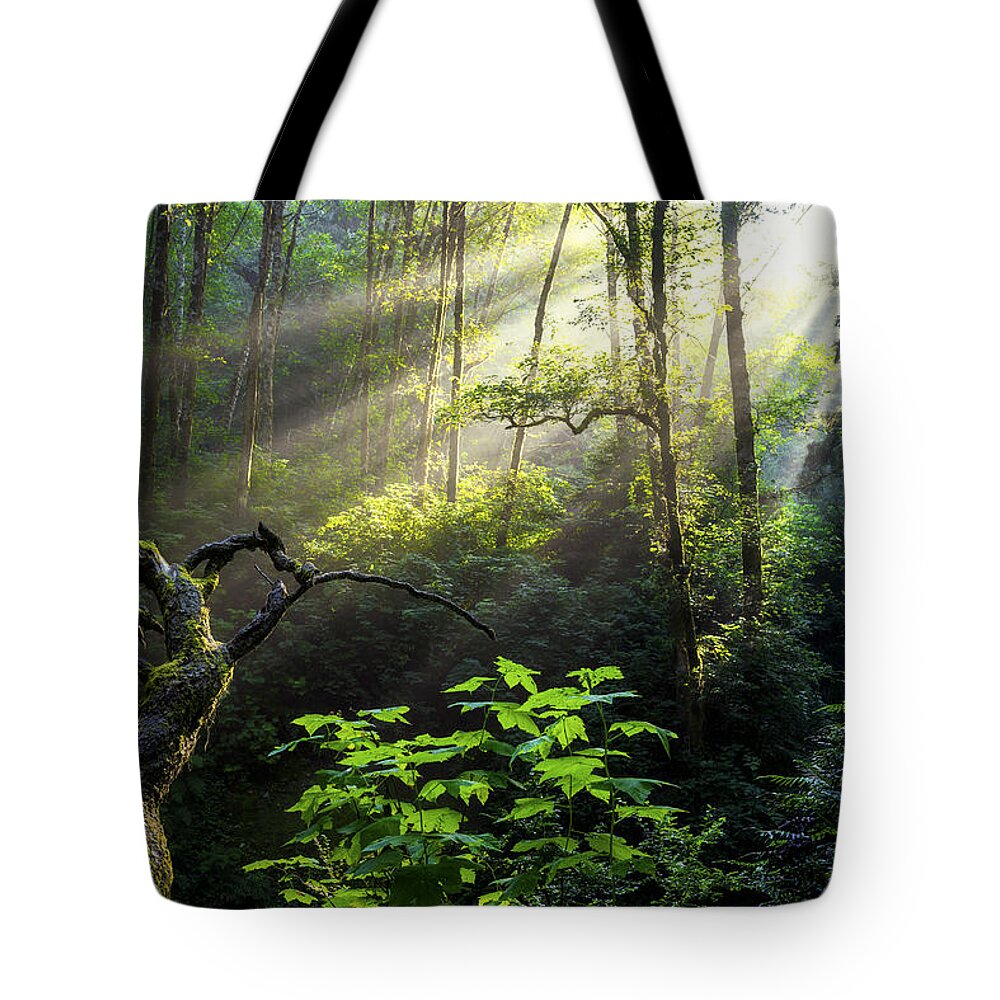 Light Tote Bag featuring the photograph Sacred Light by Chad Dutson