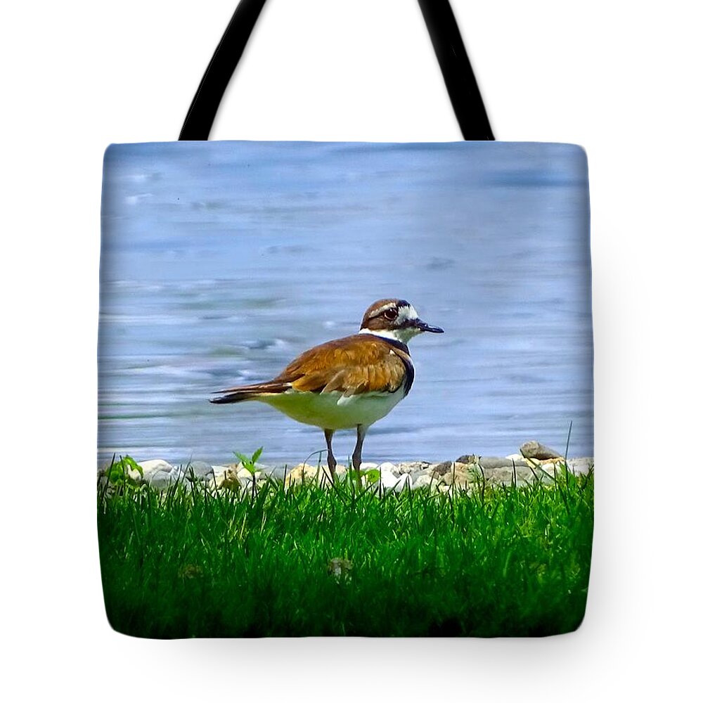 Bird Tote Bag featuring the photograph Sad bird near pond by Lilia S