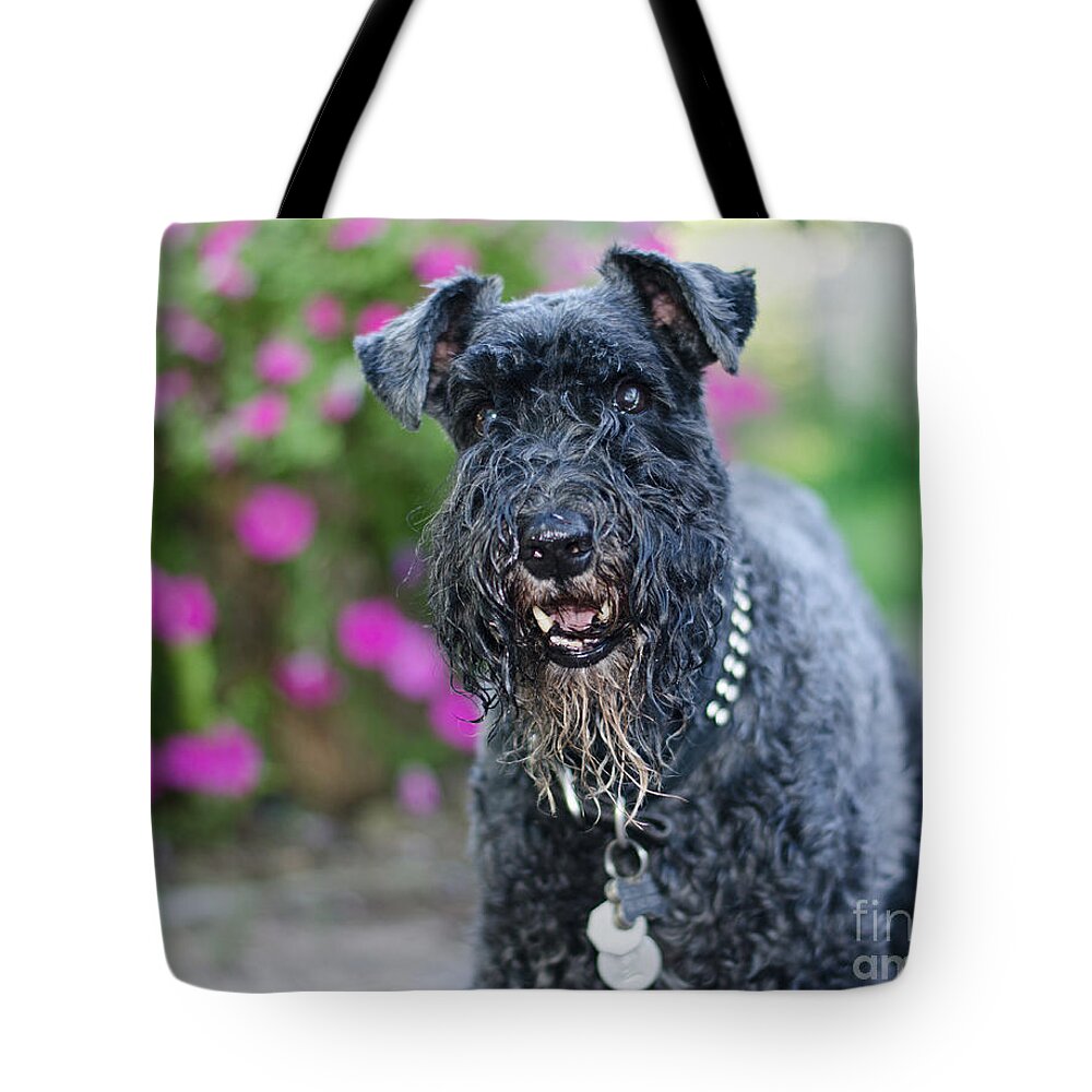 Pet Angel Photography Tote Bag featuring the photograph Sailor by Irina ArchAngelSkaya