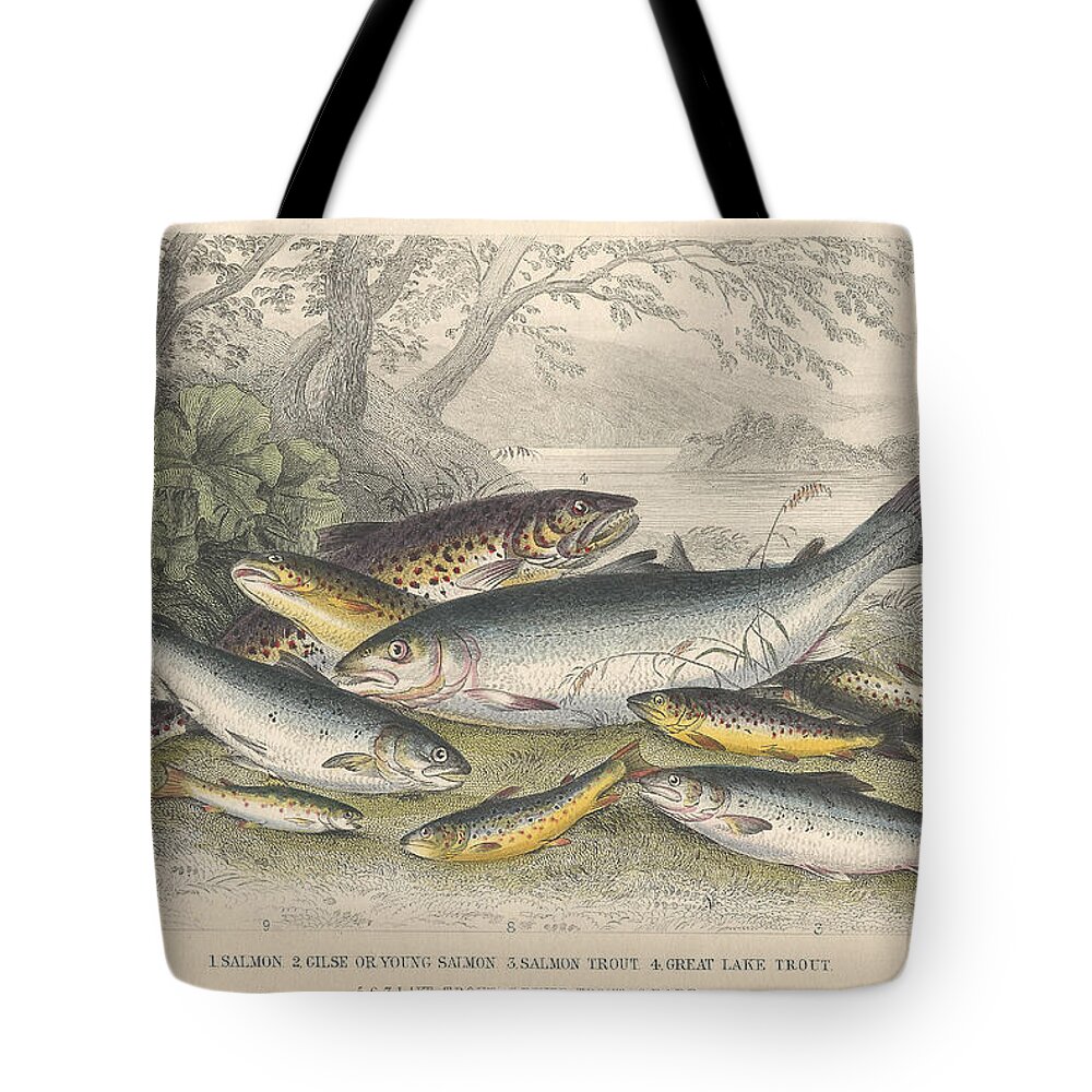 Designs Similar to Salmon and Trout
