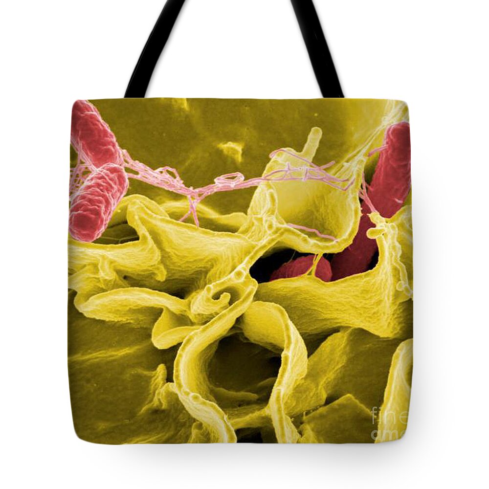 Microbiology Tote Bag featuring the photograph Salmonella Bacteria, Sem by Science Source