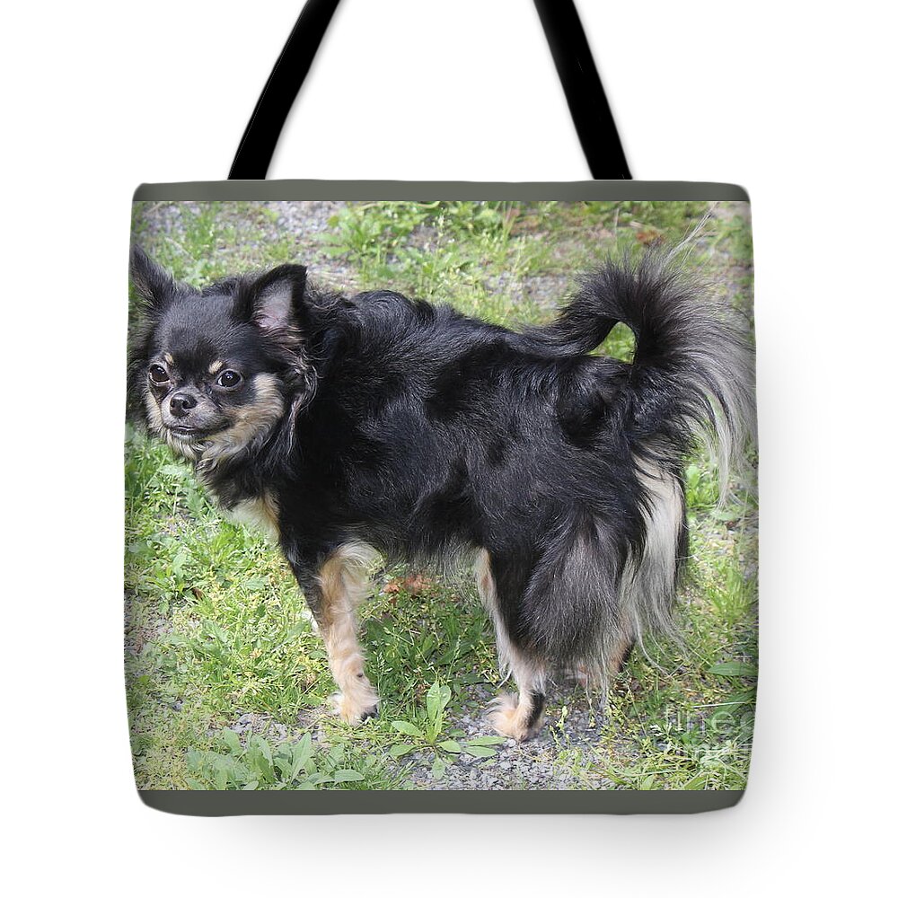 Chihuahua Tote Bag featuring the photograph Sammie Jo 2 by Sheri Simmons