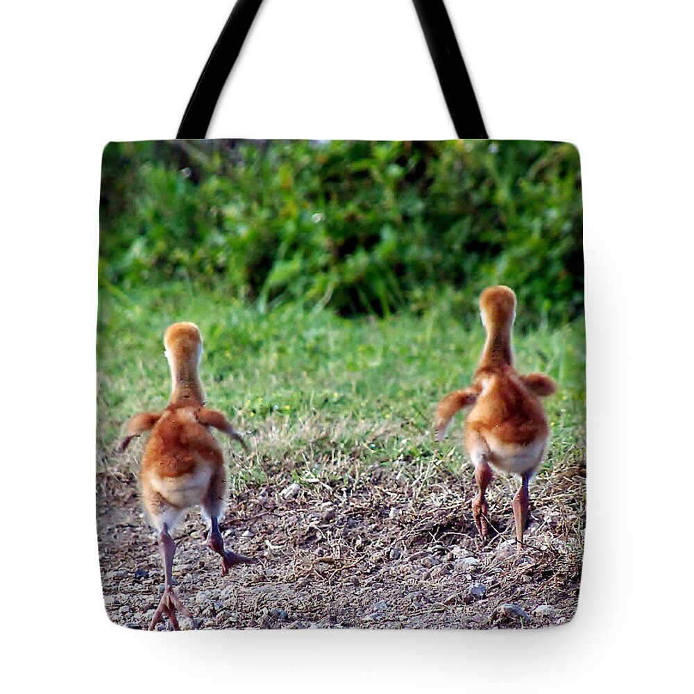 Animals Tote Bag featuring the photograph Sandhill Crane Chicks 000 by Christopher Mercer