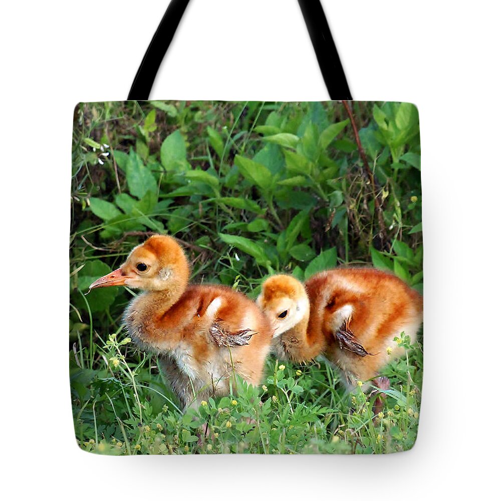 Animals Tote Bag featuring the photograph Sandhill Crane Chicks 002 by Christopher Mercer