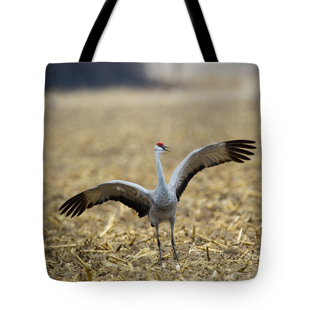 Nature Tote Bag featuring the photograph Sandhill Crane Courtship by Jeff Phillippi
