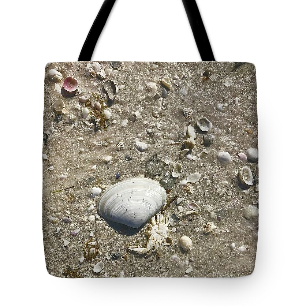 Shells Tote Bag featuring the photograph Sarasota County Shells by Suzanne Lorenz