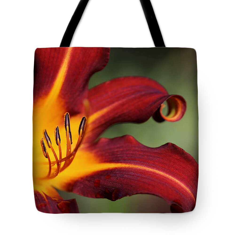 Daylily Curl Tote Bag featuring the photograph Sassy Daylily by Tammy Pool