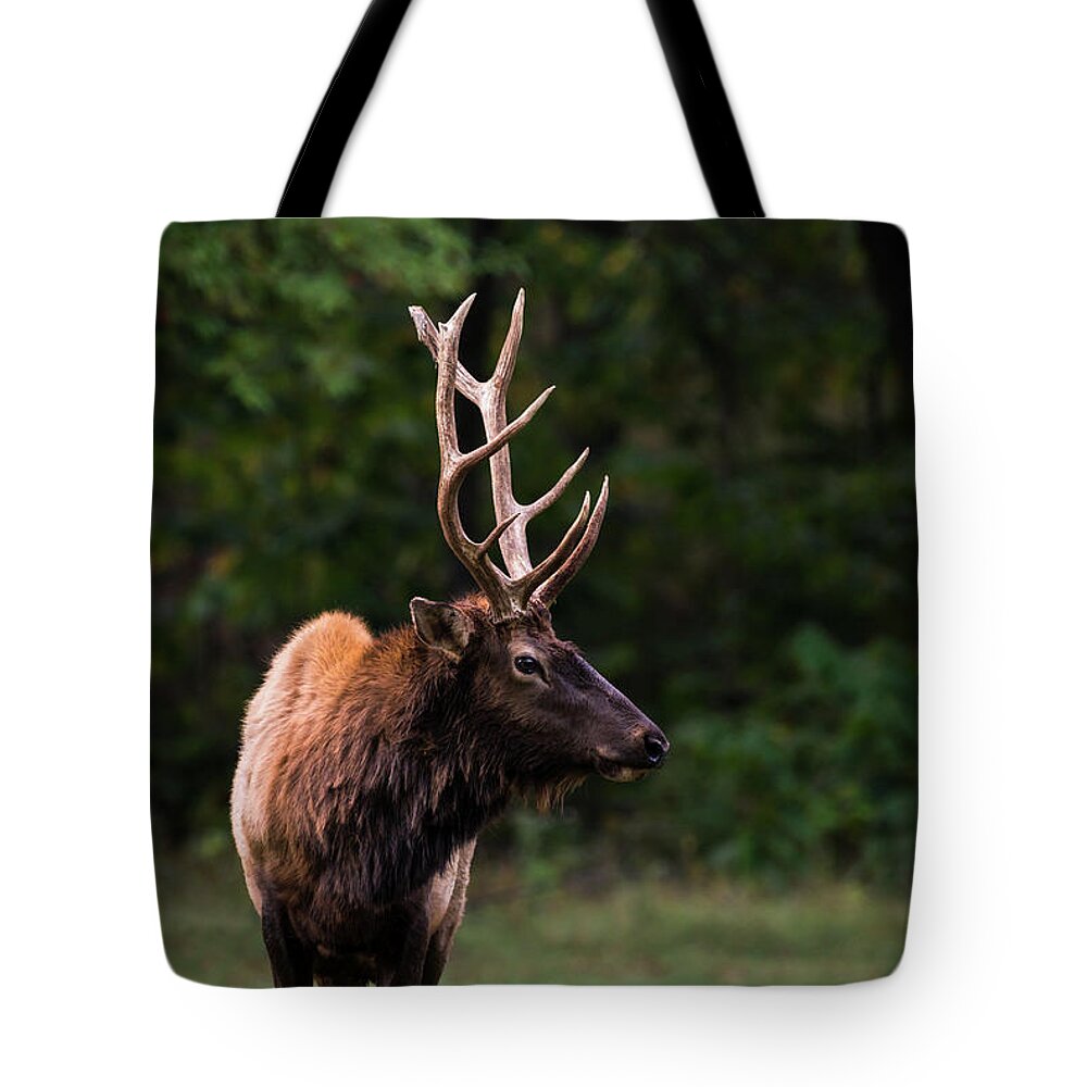 Elk Tote Bag featuring the photograph Satellite Bull Elk Left by Andrea Silies