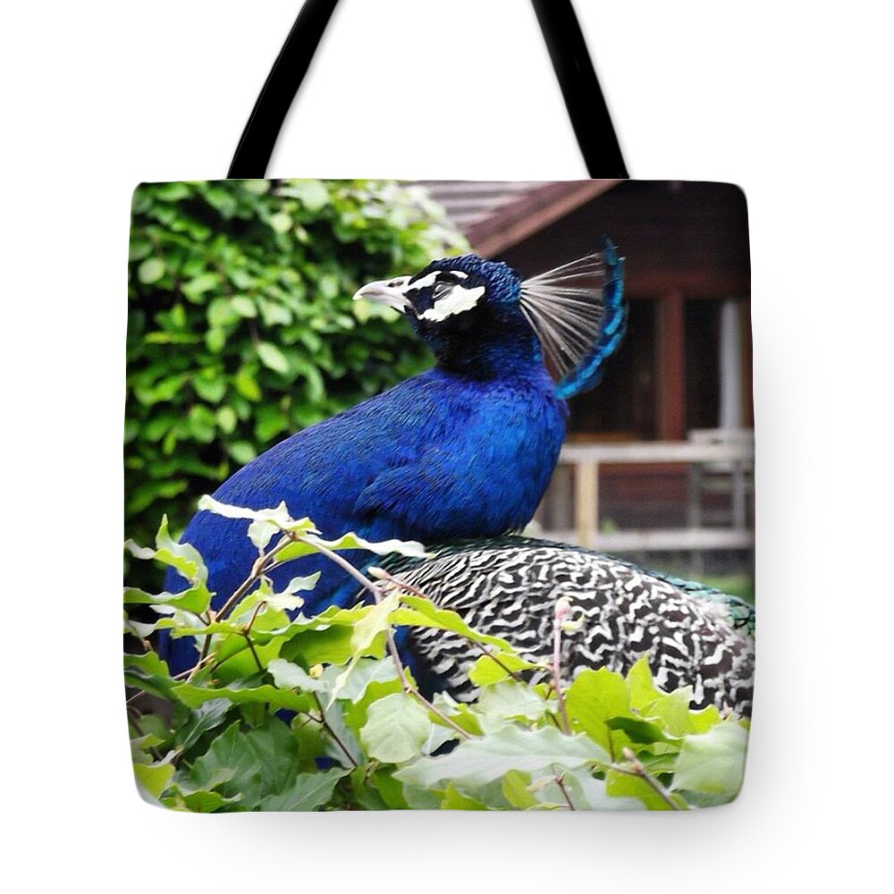 Adventure Tote Bag featuring the photograph Temple Peacock by Charlotte Cooper