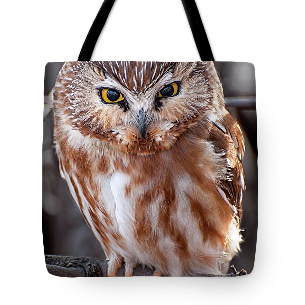 Saw-whet Owl Tote Bag featuring the photograph Saw-Whet Owl by Britt Runyon