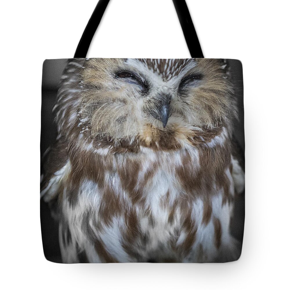 Owl Tote Bag featuring the photograph Saw Whet Owl by John Meader