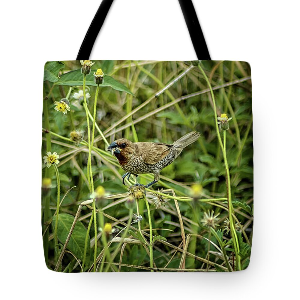 Michelle Meenawong Tote Bag featuring the photograph Scaly-breasted Munia by Michelle Meenawong