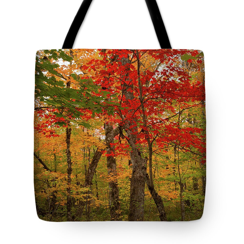 Autumn Tote Bag featuring the photograph Scarlet Rebel #1 by Irwin Barrett