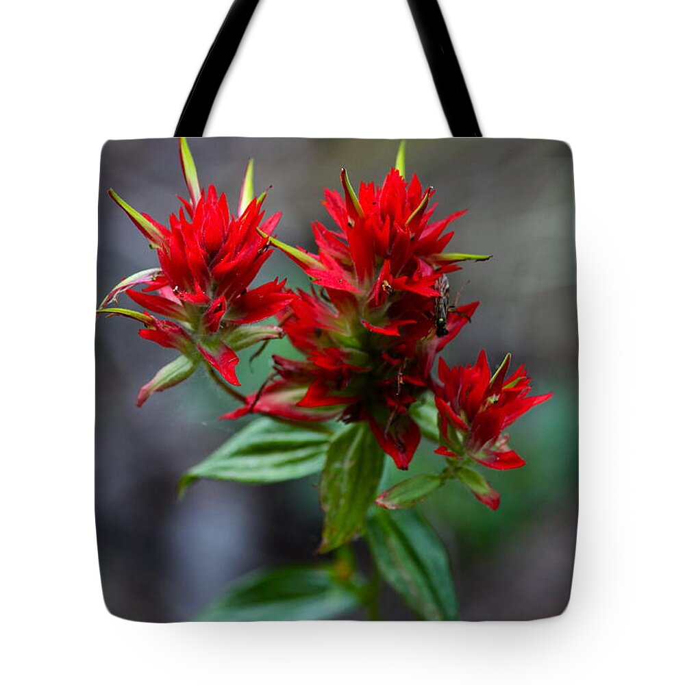 Scarlet Tote Bag featuring the photograph Scarlet Red Indian Paintbrush by Karon Melillo DeVega