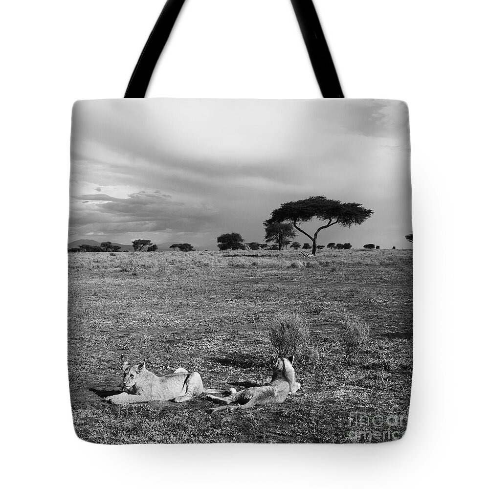 Safari Tote Bag featuring the photograph Lion Pause by Chris Scroggins