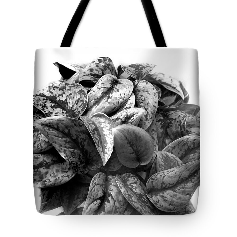 Araceae Tote Bag featuring the photograph Scindapsus pictus by Nathan Abbott