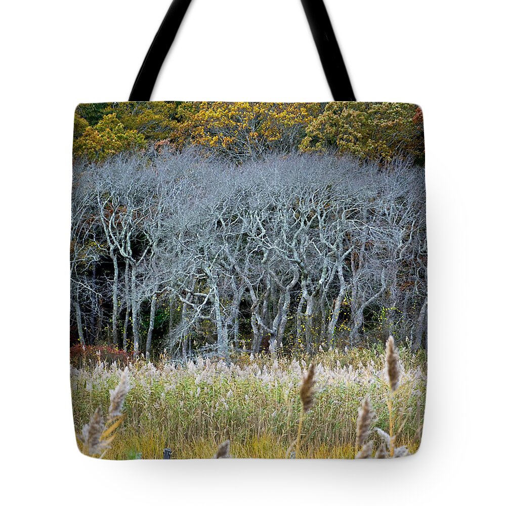Scorton Tote Bag featuring the photograph Scorton Creek Treeline by Charles Harden
