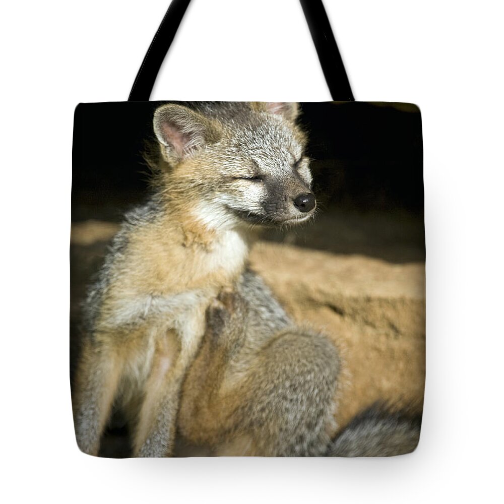 Gray Fox Tote Bag featuring the photograph Scratching Gray Fox by Michael Dougherty